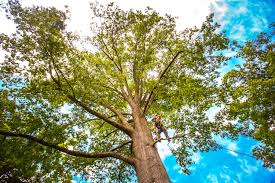 Trusted Sun Valley, PA  Tree Services Experts